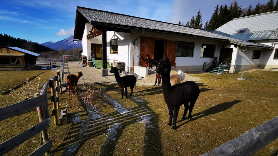 Alex s Alpakaranch in Mariazell steiermark